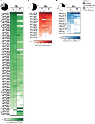 Sex- and tissue-specific expression of chemosensory receptor genes in a hawkmoth